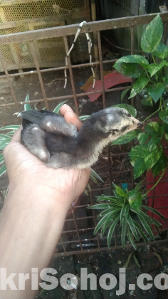 আছিল/ফাইটার মুরগি